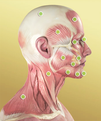 Głowa I Szyja Człowieka Budowa Anatomia Medmepl